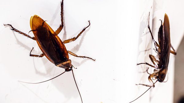 Les cafards s'installent chez vous : réagissez rapidement !